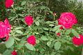 My roses